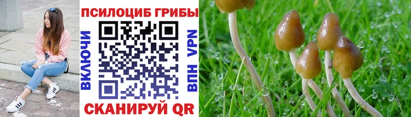 где купить наркотик  Покровск  Псилоцибиновые грибы мухоморы 